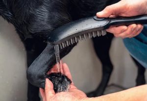 Душевая лейка Hansgrohe DogShower 3jet 26640670