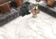 Керамогранит LCM 60120UNA00M Калакатта Луна / Calacatta Luna матовый 600х1200