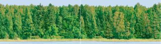 Керамогранит Ceradim Дэк Форест Панно (панно из 2-х шт) КПН16Forest, х9999042255, 25х90, зеленый