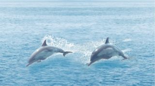 Керамогранит Ceradim Дэк Океан Декор КВС16Ocean, х9999042331, 25х45, голубой