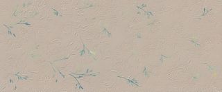 Керамогранит Fap fTFD True Color Wind Flower Matt 50x120