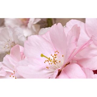 Декор BELLEZA ативный 07-00-5-09-01-41-662 массив Букет розовый (07-00-5-09-01-41-662) 25х40 (15шт)
