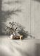 Керамогранит Vitra K948106R0001VTER Ригато Decor Cream 60x120